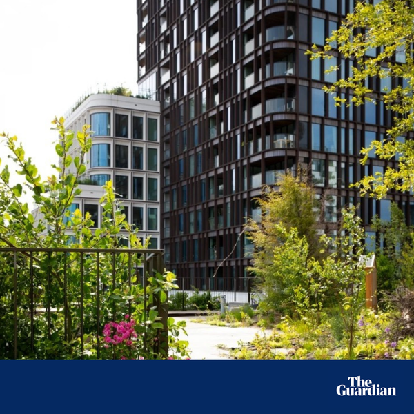 Wonderwoods the guardian